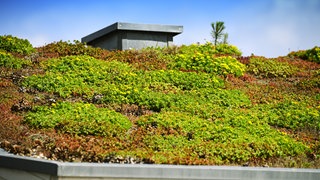Ein Häuserdach mit Pflanzen. Dachbegrünung ist gut fürs Klima.