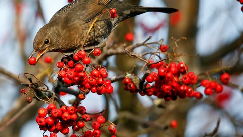 Eine Amsel sitzt in einer Eberesche mit Vogelbeeren und frisst eine Beere des Strauchs.