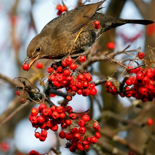 Eine Amsel sitzt in einer Eberesche mit Vogelbeeren und frisst eine Beere des Strauchs.