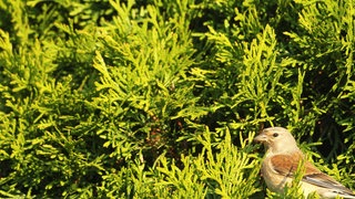 Spatz sitzt in einer Thuja: Eine Hecke ist ökologisch sinnvoller als ein Stahlzaun, weil sie Tieren Lebensraum bietet