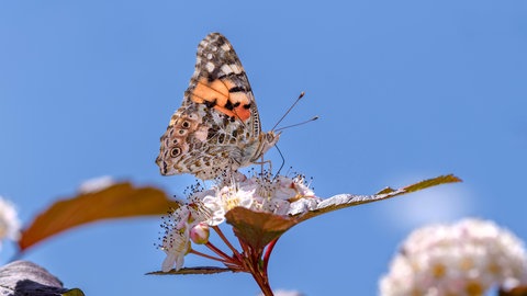 Ein Schmetterling auf einer Blüte (Schneeball).