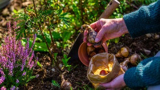 Blumenzwiebeln setzen