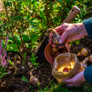 Blumenzwiebeln setzen