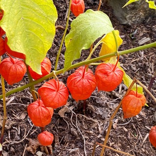 SWR1 Gartenexpertin Natalie Bauer: Physalis, exotisch aber nicht winterhart