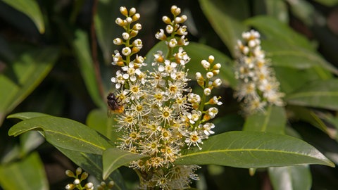 Der Kirschlorbeer ist aufgrund seines Nektars nützlich für Tiere. Eine Biene saugt Nektar aus einer Blüte.