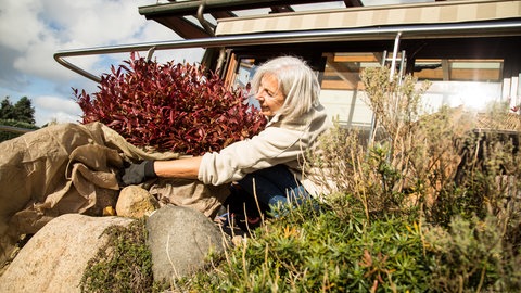 Eine Frau packt in einem Garten eine Pflanze mit einem Winterschutz-Vlies ein.