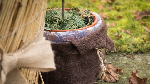 Garten winterfest machen: Eine Topfpflanze ist für den Winter vorbreitet, indem sie umwickelt wurde.