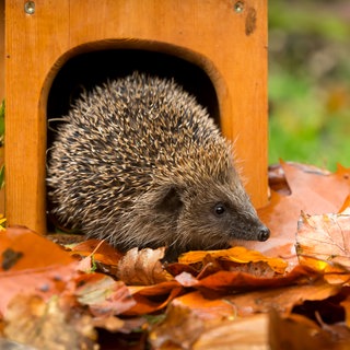 Igel im Igelhaus
