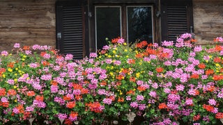 Bei richtiger Überwinterung blühen die Geranien im nächsten Jahr wieder in voller Pracht.