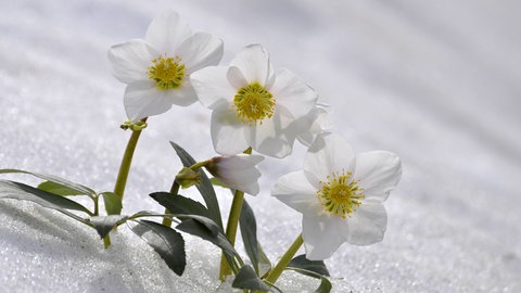 Duftpflanzen im Garten im Winter: Die Blüten der Christrose mit Schnee.