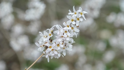 Duftpflanzen im Garten im Winter: Nachaufnahme von den Blüten einer Schneeforsythie.