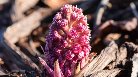 Duftpflanzen im Garten im Winter: Nachaufnahme von der Blüten einer Pestwurz.