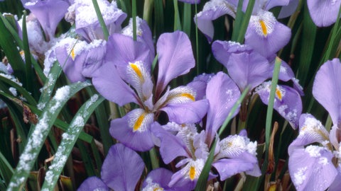 Duftpflanzen im Garten im Winter: Mehrere lila Blüten der Iris mit etwas Schnee.