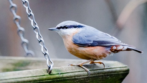 Ein Kleiber sitzt im Winter an einem Futterhaus mit Vogelfutter.