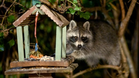 Ein Waschbär nähert sich einem Vogelhaus.