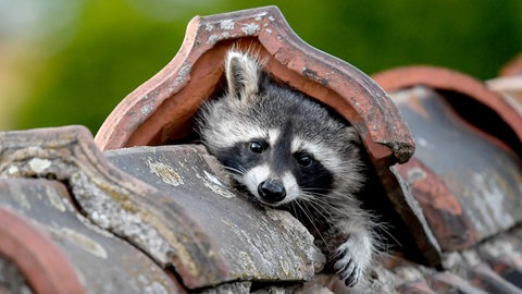 Ein Waschbär schiebt seinen Kopf unter einer Dachpfanne hervor: Um ins Innere von Häusern zu gelangen, nutzen Waschbären jeden Weg, der sich ihnen bietet. Um ihn zu vertreiben, müssen alle Zugänge versperrt werden.
