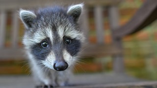Ein junger Waschbär erkundet einen Garten. Die Tiere finden in den Städten besonders gute Lebensbedingungen – nicht alle sind erwünscht. Doch wie kann man sie vertreiben?