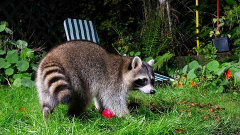 Ein Waschbär im Garten: Um den ungebetenen Gast zu vertreiben, sollte man ihm die Umgebung so unattraktiv wie möglich machen – gerade was einen Unterschlupf und Nahrungsquellen angeht.