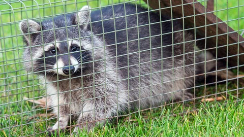 Dieser Waschbär wurde in einem Garten mit einer Lebendfalle gefangen. Solche Fallen dürfen nur von Fachleuten aufgestellt werden. Gefangene Tiere müssen getötet werden.