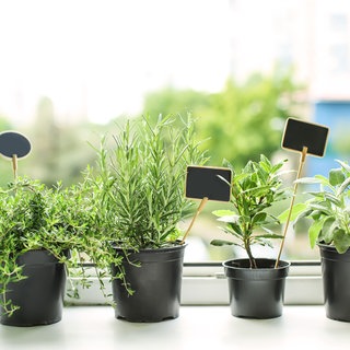 verschiedene Kräuter auf der Fensterbank