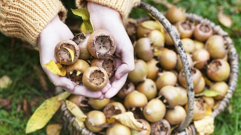 Die Mispel Früchte des Mispelbaums in den Händen einer Frau