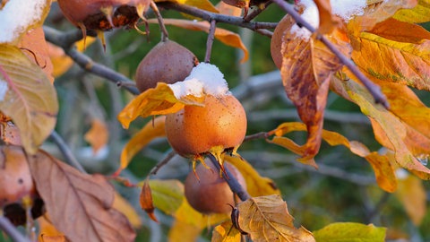 Die Frucht der Mispel im Garten an einem Ast mit bunten Blättern. Es gibt verschiedene Sorten. Den Baum kann man im Spätherbst noch pflanzen.