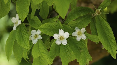 Die Blüten der Mispel an einem Mispelbaum mit grünen Blättern.