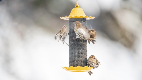 Vogel frisst Futter aus Vogelfutter-Silo