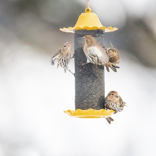 Vogel frisst Futter aus Vogelfutter-Silo