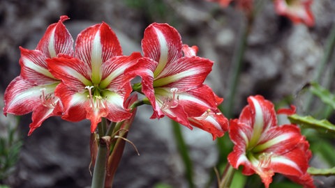 Amaryllis: Rot und weiß gestreife Blüten der Pflanze erstrahlen im Freien durch eine gute Pflege und sind eine tolle Deko.