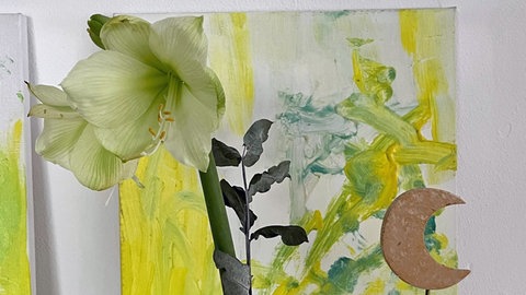 Amaryllis: Die Pflanze hat durch eine gute Pflege große weiße Blüten im Winter. Eine schöne Deko.