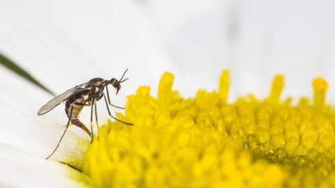 Eine Trauermücke auf der gelben Blüte einer Zimmerpfanze. Die Larven der Fliegen können den Pflanzen großen Schaden anrichten.