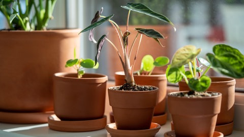 In der feuchten Erde der Zimmerpflanzen fühlen sich Trauermücken besonders wohl. An den Wurzeln können die Larven Schaden anrichten.