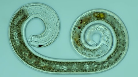 Ein mikroskopisch kleiner Fadenwurm, mit dem man die Larven der Trauermücken in Zimmerpflanzen bekämpfen kann.