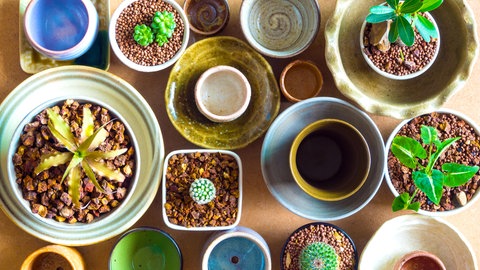 Die Erde der Zimmerpflanzen, die von Trauermücken befallen sind, ist mit Granulat abgedeckt. So haben es die Fliegen schwerer Eier abzulegen.