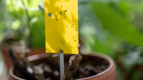 Mit einer gelben Klebefallen können Sie Trauermücken an ihren Zimmerpflanzen bekämpfen. Diese Methode ist aber nicht sehr effektiv.