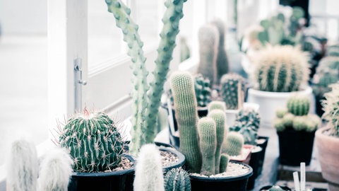 Kakteen und Heizungsluft: 