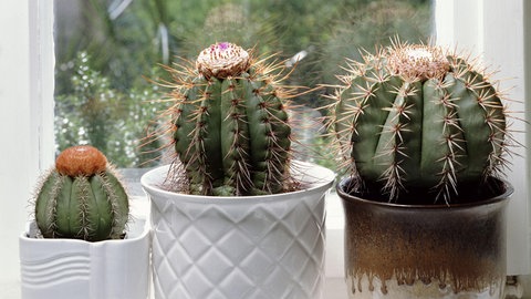Drei Kakteen stehen auf der Fensterbank. Ein heller Standort über den Winter ist perfekt für die Pflanze.