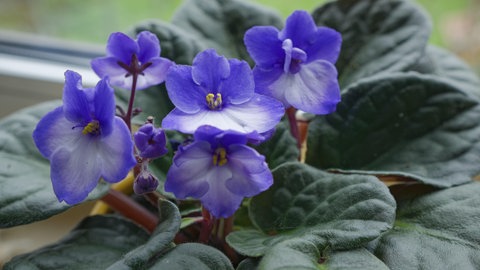Ein Usambaraveilchen mit blauen Blättern auf einer Fensterbank