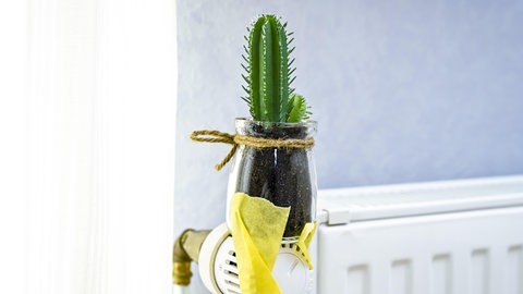 Ein kleiner Kaktus steht auf dem Heizkörperthermostat einer Heizung