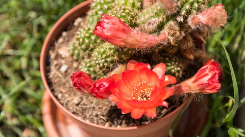 Ein eingetopfter Kaktus mit einer roten Blüte