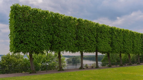 Die Linde in einem großen Garten. Sie ist ein Schirmbaum und schön in Form geschnitten. Im Sommer spendet sie Schatten.