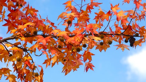 Der Amberbaum gehört zu den Schirmbäumen. Die dicken Blätter spenden im Garten sehr gut Schatten.