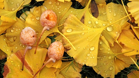 Ein Gingko ist ein Baum, der sich gut im Garten macht und Schatten spendet, aber die Früchte riechen unangenehm.