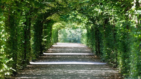 Die Haibuche ist ein Schirmbaum und kann in Garten- und Parkanlagen gepflanzt werden. Der Laubengang spendet sehr gut Schatten.