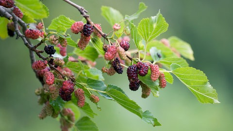 Ein Schirmbaum der Sorte Schwarzer Maulbeerbaum mit Früchten an einem Zweig. Der Baum spendet im Sommer Schatten.