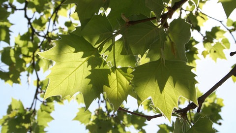 Die Blätter eine Platane im Garten. Dieser Schirmbaum spenndet im Sommer viel Schatten. 
