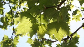 Die Blätter eine Platane im Garten. Dieser Schirmbaum spenndet im Sommer viel Schatten. 