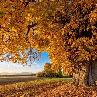 Kastanienbaum im Herbst