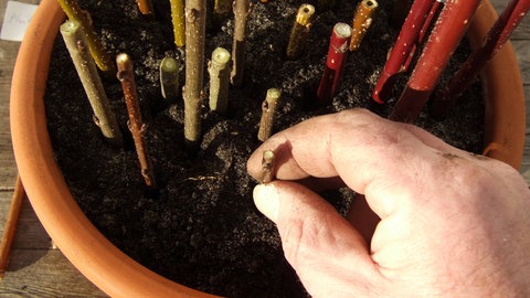Ein Mann steckt Steckhölzer in einen Pflanztopf, um Sträucher im Winter zu vermehren.